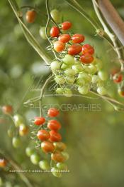 Image du Maroc Professionnelle de  Avec l'introduction des cultures sous abris serres, la région de Dakhla est devenue en très peu de temps célèbre pour ces productions de fruits et légumes destinés à l’export.  Sous d’immenses serres, la production des tomates en grappes bénéficie d’un climat phénoménalement ensoleillé, tempéré et régulier, Mardi 21 Novembre 2006. (Photo / Abdeljalil Bounhar)